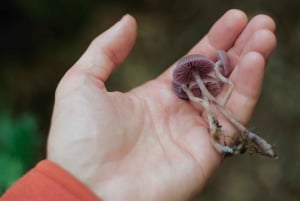 Beginner Foraging Walk: Wild food walking tour & tasters