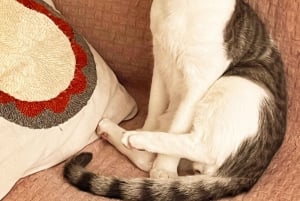 Authentic Turkish Cooking at a Local’s Home in Istanbul