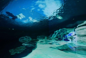 Digital Experience Museum Skip-the-Line Entry