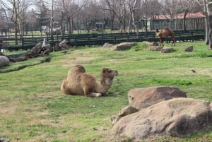 From Istanbul: Guided Day Trip to Sapanca and Masukiye