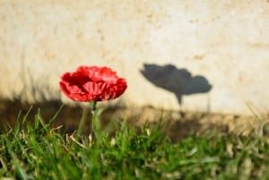 Gallipoli Full-Day Tour from Istanbul