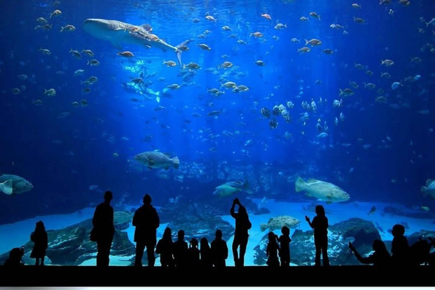 Istanbul Aquarium and Aqua Florya Shopping Mall Tour