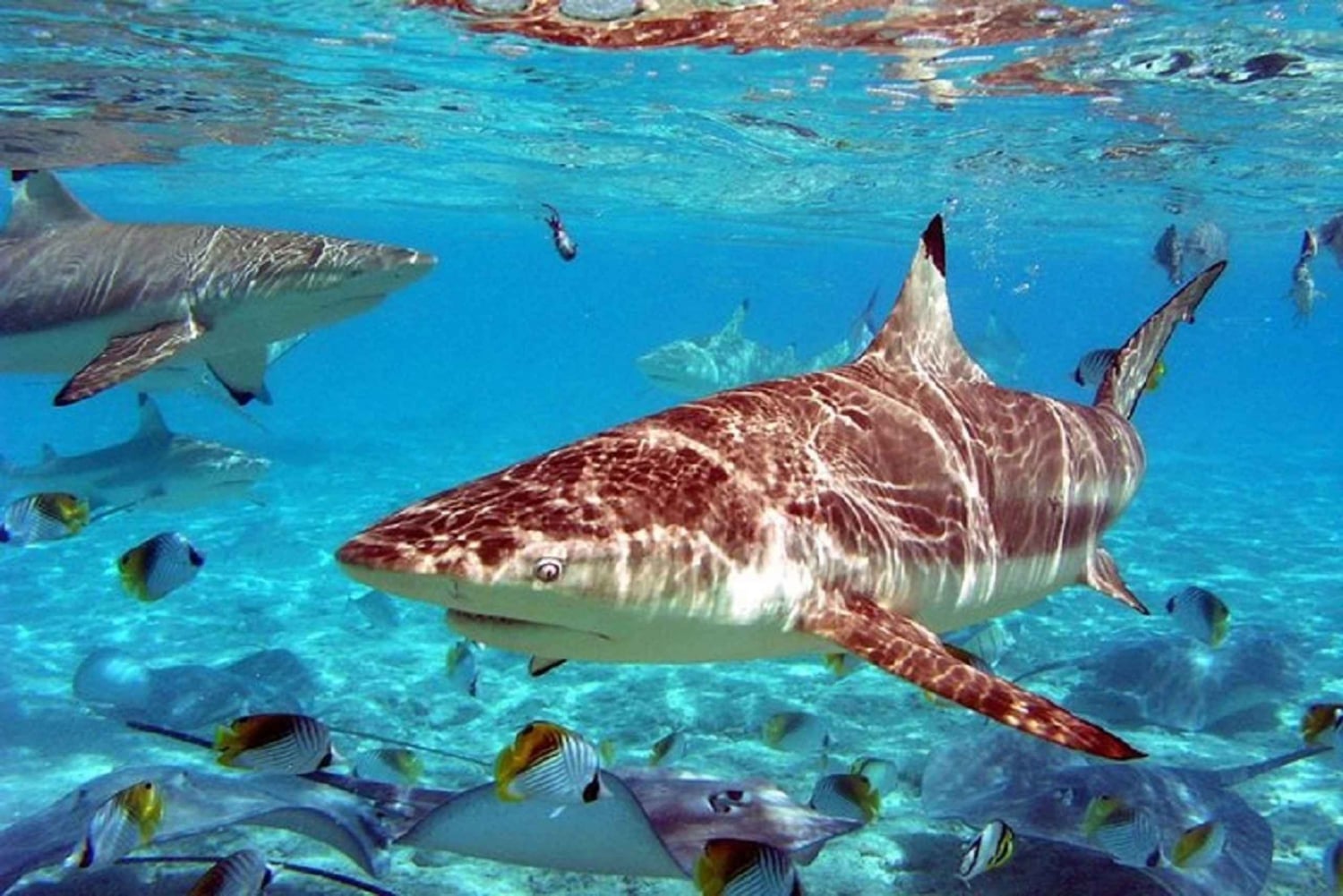 Istanbul Aquarium and Aqua Florya Shopping Mall Tour