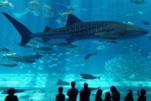 Istanbul Aquarium and Aqua Florya Shopping Mall Tour