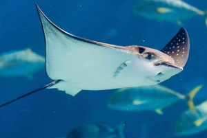 Istanbul Aquarium and Aqua Florya Shopping Mall Tour