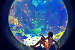 Istanbul: Aquarium Ticket with Shuttle Bus from Sultanahmet
