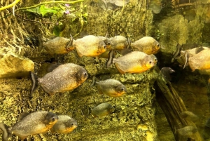 Istanbul: Aquarium Ticket with Shuttle Bus from Sultanahmet