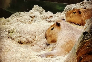 Istanbul: Aquarium Ticket with Shuttle Bus from Sultanahmet