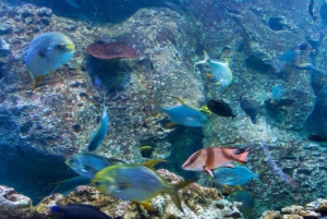 Istanbul: Aquarium Ticket with Shuttle Bus from Sultanahmet