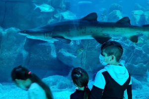Istanbul: Aquarium Ticket and Round Trip Shuttle from Taksim