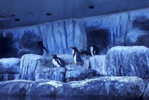 Istanbul: Aquarium Ticket and Round Trip Shuttle from Taksim