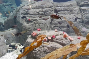 Istanbul: Aquarium Ticket and Round Trip Shuttle from Taksim