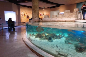 Istanbul: Aquarium Ticket and Round Trip Shuttle from Taksim