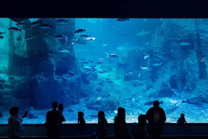 Istanbul: Aquarium Ticket and Round Trip Shuttle from Taksim
