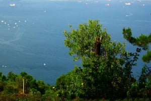 Istanbul: Day Trip to the Princes' Islands