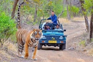 06 dagars Golden Triangle-turné med Ranthambore Safari