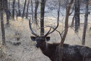 1 ночь 2 дня Тур по дикой природе Рантхамбор из Джайпура
