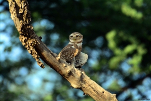 10 dias de viagem particular ao Triângulo Dourado com Udaipur, Jodhpur e Pushkar