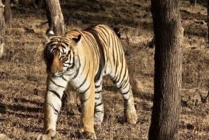 10-dages privat luksus Golden Triangle med Khajuraho Varanasi