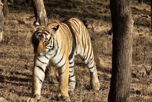 カジュラホ バラナシとの 10 日間のプライベート ラグジュアリー ゴールデン トライアングル
