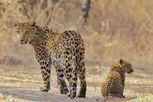 5Night 6Day Private Golden Triangle Tour With Jhalana Safari