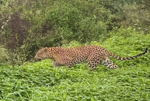 5Night 6Day Private Golden Triangle Tour With Jhalana Safari