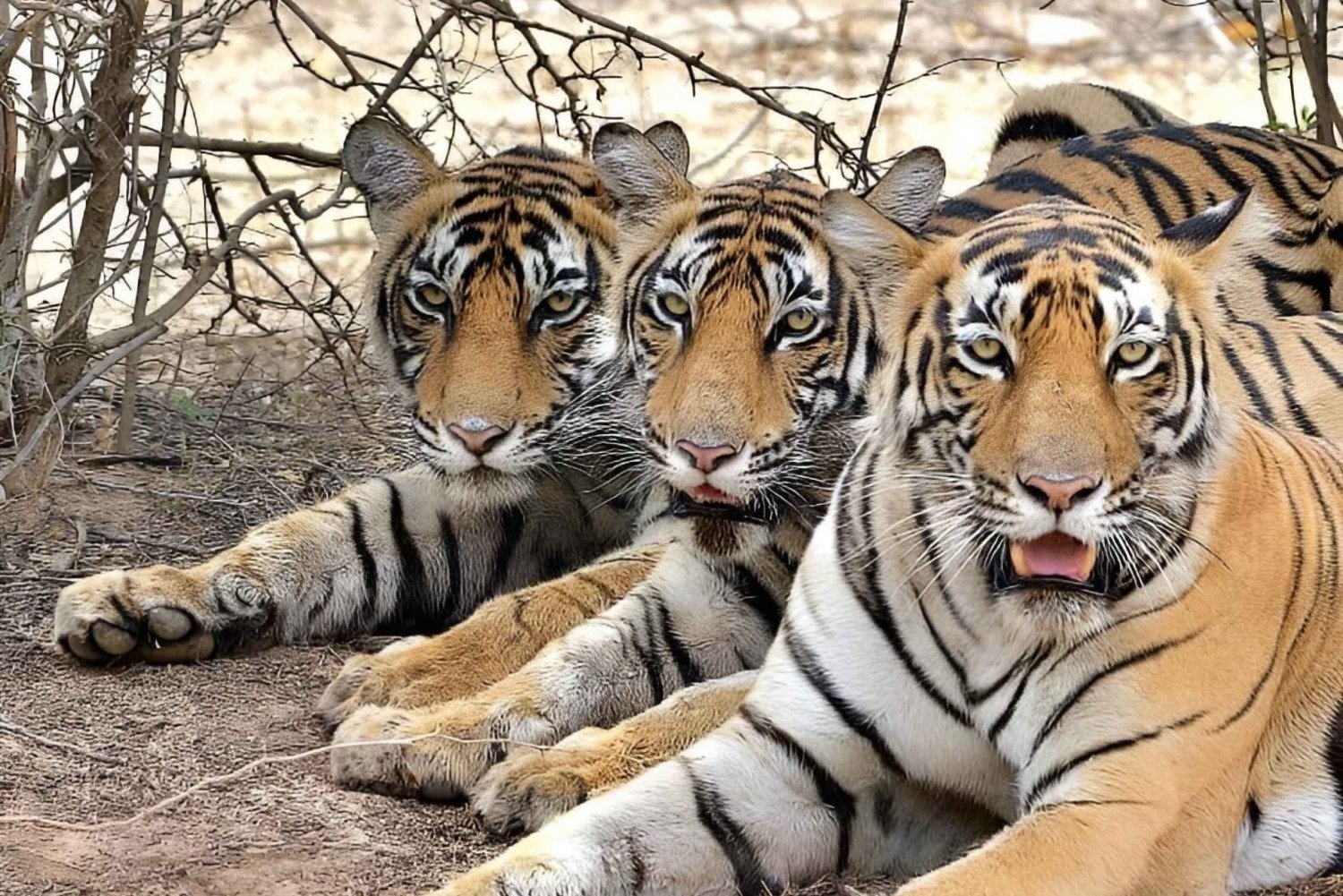 Delhistä: 4 päivän kultainen kolmio ja Ranthamboren tiikerisafari