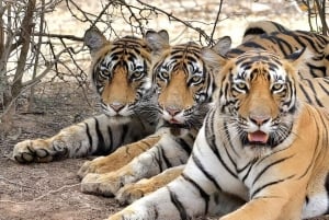 Au départ de Delhi : circuit de 4 jours « Triangle d'or et safari tigre à Ranthambore ».
