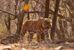 Au départ de Delhi : circuit de 4 jours « Triangle d'or et safari tigre à Ranthambore ».