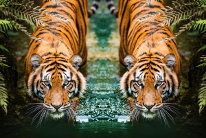 5-Daagse Gouden Driehoek Tour met Ranthambore Tijgersafari