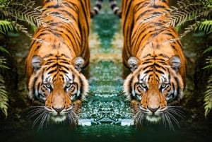 5-Day Golden Triangle Tour with Ranthambore Tiger Safari