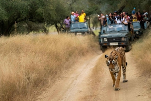 5-Day Private Golden Triangle & Tiger Safari Tour from Delhi