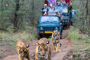 5-Day Private Golden Triangle & Tiger Safari Tour from Delhi