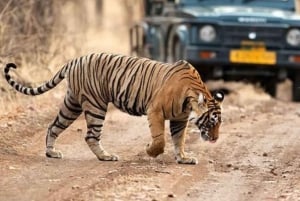 5 Tage Delhi Agra Jaipur Privatreise mit Leoparden-Safari