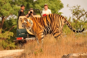 Tour di 5 giorni al Triangolo d'Oro con safari tra le tigri a Ranthambhore