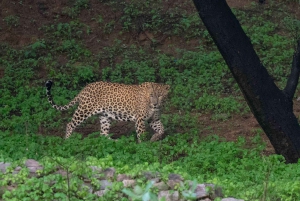 5Night 6Day Private Golden Triangle Tour With Jhalana Safari