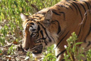 Fra Delhi: 6-dagers Gulltrekant-tur med Ranthambore