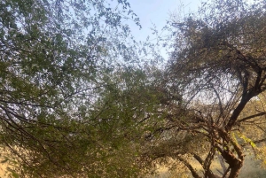 Fra Delhi: 6-dagers Gulltrekant-tur med Ranthambore