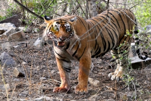 7 jours en Inde Taj Mahal avec safari tigre à Ranthambore