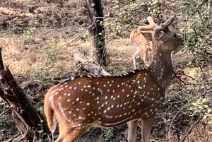 Excursão de 8 dias ao Triângulo Dourado com Ranthambore e Jhalana Safari