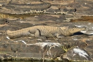 Excursão de 8 dias ao Triângulo Dourado com Ranthambore e Jhalana Safari