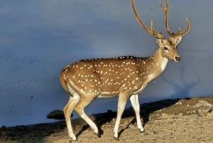 Excursão de 8 dias ao Triângulo Dourado com Ranthambore e Jhalana Safari