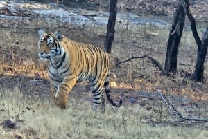 Excursão de 8 dias ao Triângulo Dourado com Ranthambore e Jhalana Safari