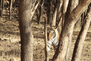 Excursão de 8 dias ao Triângulo Dourado com Ranthambore e Jhalana Safari