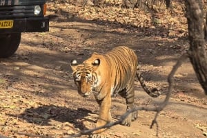 Excursão de 8 dias ao Triângulo Dourado com Ranthambore e Jhalana Safari