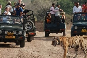 8 días TRIÁNGULO DE ORO CON RANTHAMBORE SAFARI DE FAUNA SILVESTRE