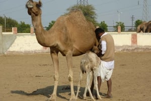 9 Tage Rajasthan Tour: Jaipur, Jodhpur, Jaisalmer & Udaipur