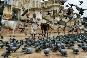 Excursión de un día a Pushkar desde Jaipur