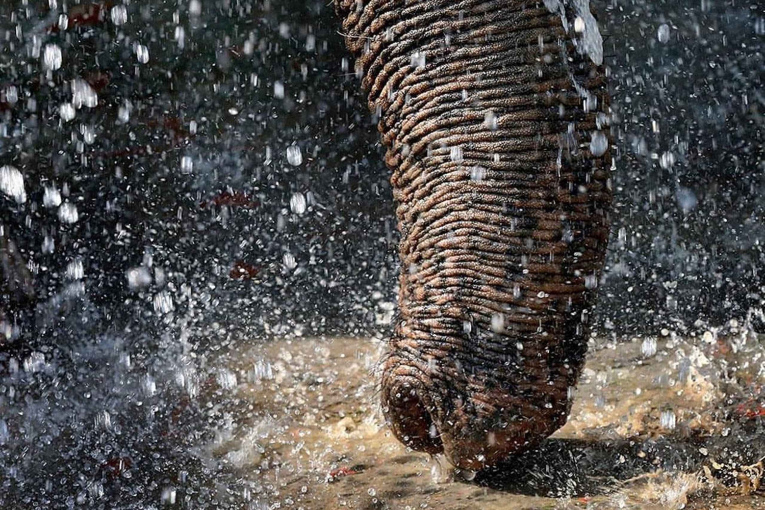 Agra: 3 Tage Taj Mahal, Wildlife SOS & Ranthambore Safari