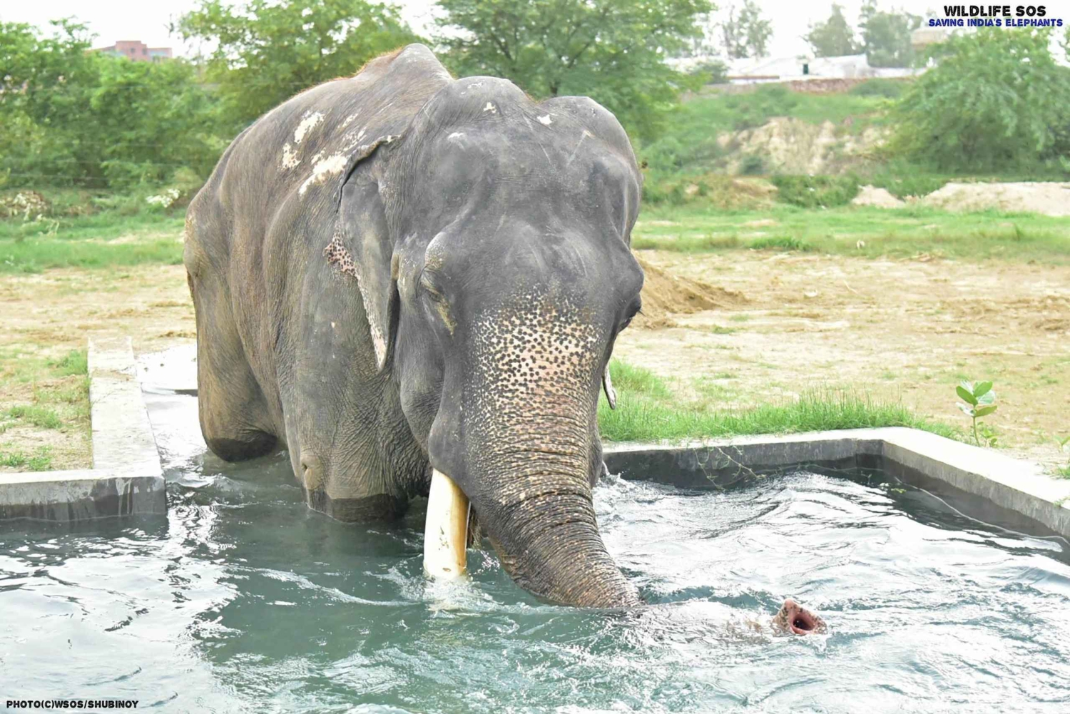 Agra: 3 Tage Taj Mahal, Wildlife SOS & Ranthambore Safari